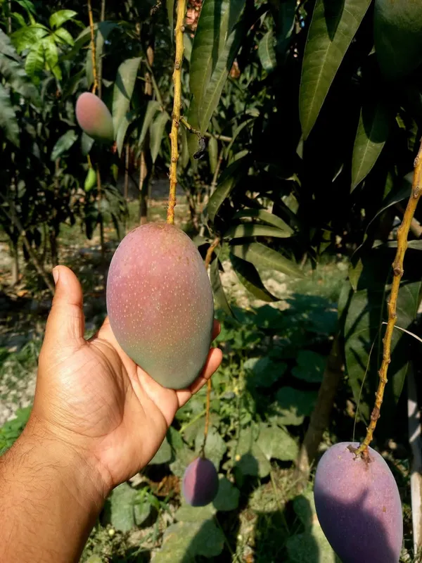 Greenery_Nursery_Miyazaki_Best_Mango_Plant_&_Tree_For_Your_Home_Garden,_Pack_Of_1