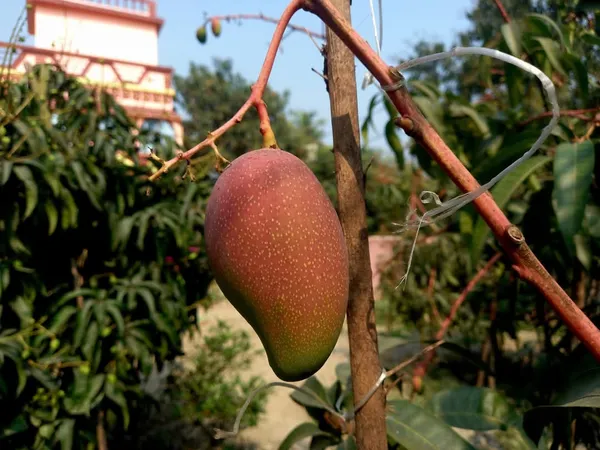 Greenery_Nursery_Miyazaki_Best_Mango_Plant_&_Tree_For_Your_Home_Garden,_Pack_Of_1