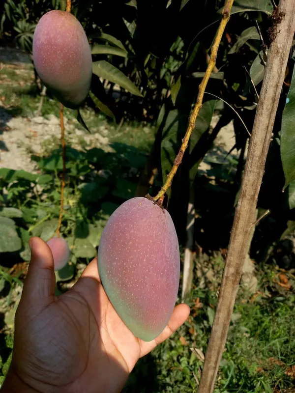 Greenery_Nursery_Miyazaki_Best_Mango_Plant_&_Tree_For_Your_Home_Garden,_Pack_Of_1