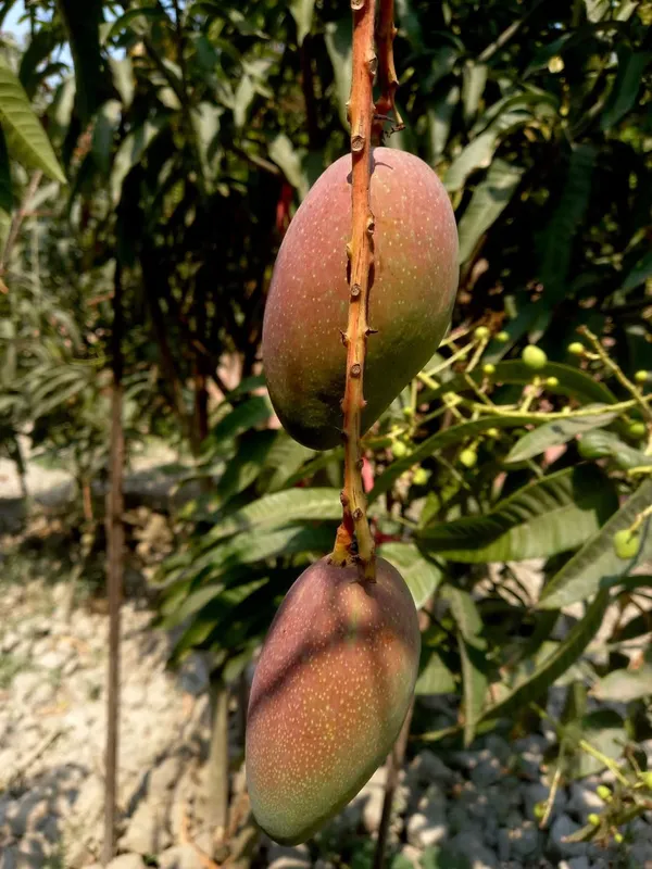 Greenery_Nursery_Miyazaki_Best_Mango_Plant_&_Tree_For_Your_Home_Garden,_Pack_Of_1