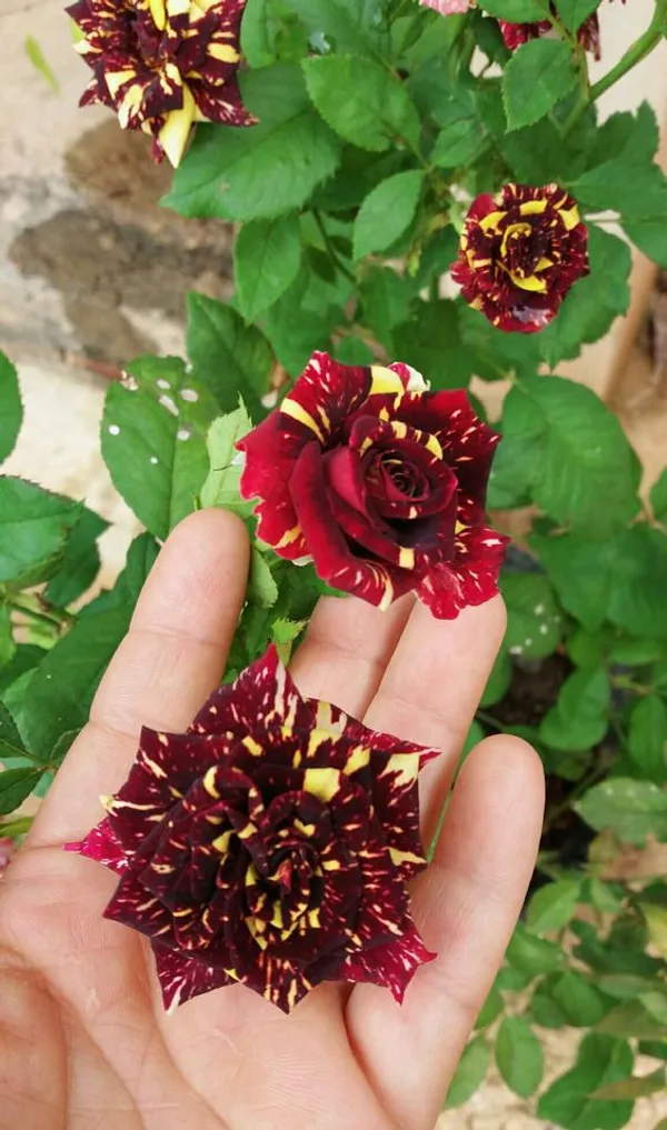 Greenery_Nursery_Most_Beautiful_Abracadabra_Flowering_Plant_&_Tree_(1.5-3.5_Ft_Height)_Abracadabra_Rose_Enhance_Your_Home_Garden,_Well_Watered_Hybrid_Rose_Flower_Plant_(Grafted,_Pack_Of_1)