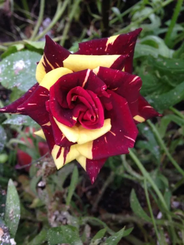 Greenery_Nursery_Most_Beautiful_Abracadabra_Flowering_Plant_&_Tree_(1.5-3.5_Ft_Height)_Abracadabra_Rose_Enhance_Your_Home_Garden,_Well_Watered_Hybrid_Rose_Flower_Plant_(Grafted,_Pack_Of_1)