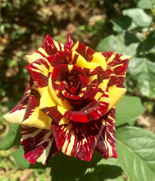 Greenery_Nursery_Most_Beautiful_Abracadabra_Flowering_Plant_&_Tree_(1.5-3.5_Ft_Height)_Abracadabra_Rose_Enhance_Your_Home_Garden,_Well_Watered_Hybrid_Rose_Flower_Plant_(Grafted,_Pack_Of_1)