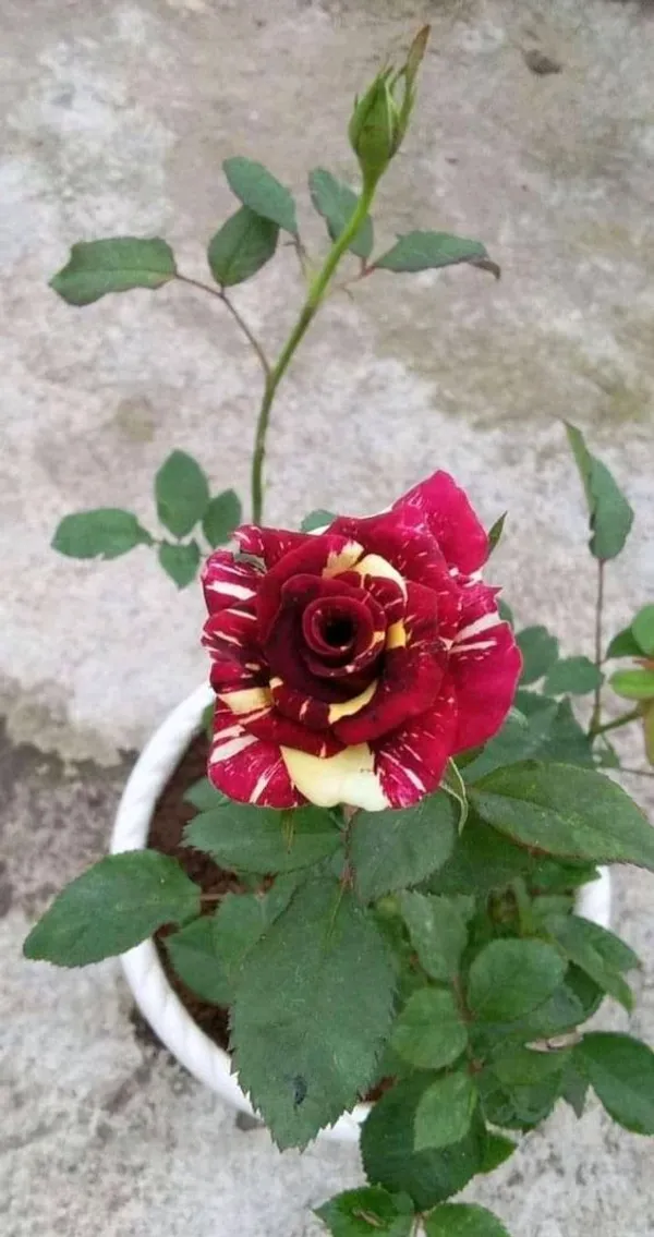 Greenery_Nursery_Most_Beautiful_Abracadabra_Flowering_Plant_&_Tree_(1.5-3.5_Ft_Height)_Abracadabra_Rose_Enhance_Your_Home_Garden,_Well_Watered_Hybrid_Rose_Flower_Plant_(Grafted,_Pack_Of_1)