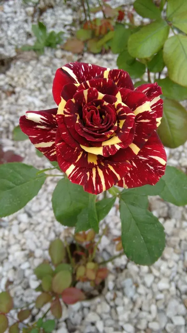 Greenery_Nursery_Most_Beautiful_Abracadabra_Flowering_Plant_&_Tree_(1.5-3.5_Ft_Height)_Abracadabra_Rose_Enhance_Your_Home_Garden,_Well_Watered_Hybrid_Rose_Flower_Plant_(Grafted,_Pack_Of_1)