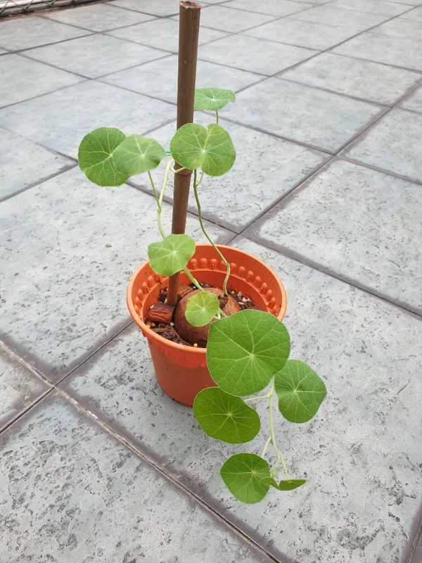 Greenery_Nursery_Stephania_Erecta_Plant_Bulb_(Weight_300_Gms)_For_Home_Gardening__(Pack_of_1)