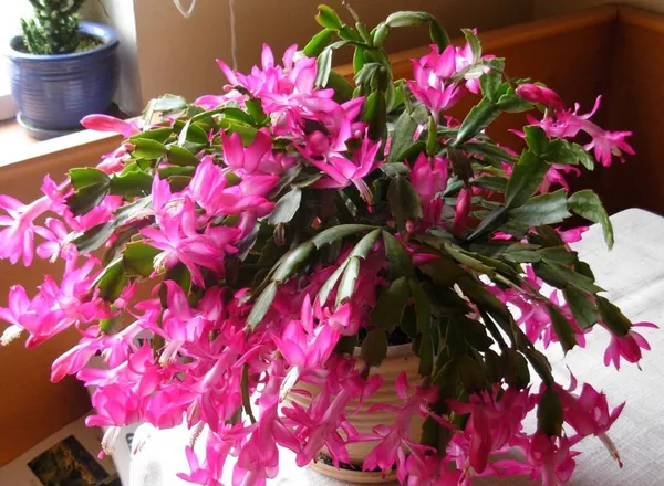 Greenery_Nursery_Zygo_Cactus_(Pink)_Flowering_Shrub_Plant_For_Your_Sweet_Home_Decor/Garden_Fast_Growing_Christmas_Cactus_Plant_(Pack_Of_1)