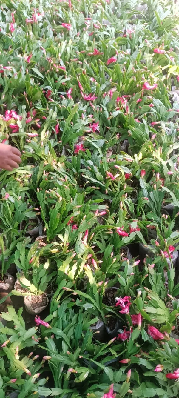 Greenery_Nursery_Zygo_Cactus_(Pink)_Flowering_Shrub_Plant_For_Your_Sweet_Home_Decor/Garden_Fast_Growing_Christmas_Cactus_Plant_(Pack_Of_1)