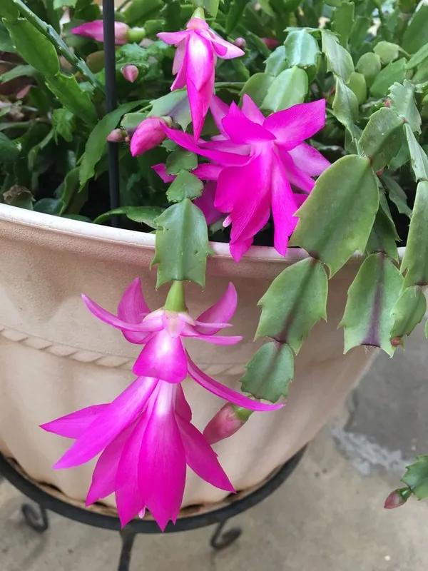 Greenery_Nursery_Zygo_Cactus_(Pink)_Flowering_Shrub_Plant_For_Your_Sweet_Home_Decor/Garden_Fast_Growing_Christmas_Cactus_Plant_(Pack_Of_1)