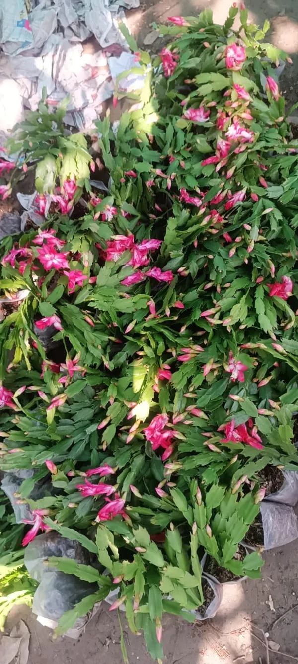 Greenery_Nursery_Zygo_Cactus_(Pink)_Flowering_Shrub_Plant_For_Your_Sweet_Home_Decor/Garden_Fast_Growing_Christmas_Cactus_Plant_(Pack_Of_1)