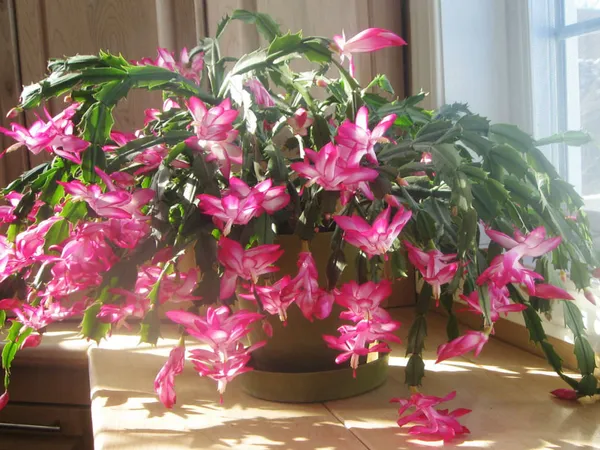 Greenery_Nursery_Zygo_Cactus_(Pink)_Flowering_Shrub_Plant_For_Your_Sweet_Home_Decor/Garden_Fast_Growing_Christmas_Cactus_Plant_(Pack_Of_1)