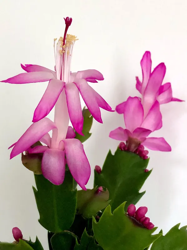 Greenery_Nursery_Zygo_Cactus_(Pink)_Flowering_Shrub_Plant_For_Your_Sweet_Home_Decor/Garden_Fast_Growing_Christmas_Cactus_Plant_(Pack_Of_1)