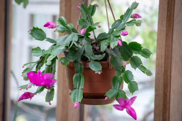 Greenery_Nursery_Zygo_Cactus_(Pink)_Flowering_Shrub_Plant_For_Your_Sweet_Home_Decor/Garden_Fast_Growing_Christmas_Cactus_Plant_(Pack_Of_1)