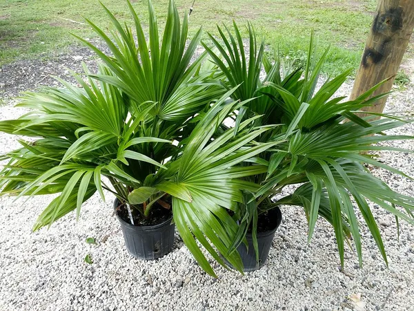 Greenery_Nursery®_Air_Purifying_Chaina_Palm_Best_Indoor/Outdoor_Plant_For_Enhance_Your_Home_Garden_Beauty