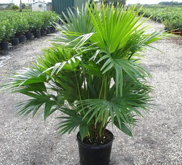 Greenery_Nursery®_Air_Purifying_Chaina_Palm_Best_Indoor/Outdoor_Plant_For_Enhance_Your_Home_Garden_Beauty