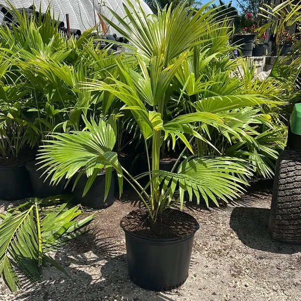 Greenery_Nursery®_Air_Purifying_Chaina_Palm_Best_Indoor/Outdoor_Plant_For_Enhance_Your_Home_Garden_Beauty