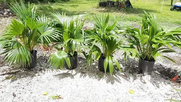 Greenery_Nursery®_Air_Purifying_Chaina_Palm_Best_Indoor/Outdoor_Plant_For_Enhance_Your_Home_Garden_Beauty
