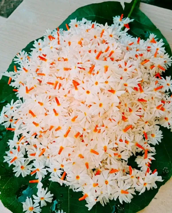 Greenery_Nursery®_All_Time_Parijat/Shiuli_Flower_With_Amazing_Fragrance_Plant_&_Tree_For_Home_Garden_(Pack_Of_1)