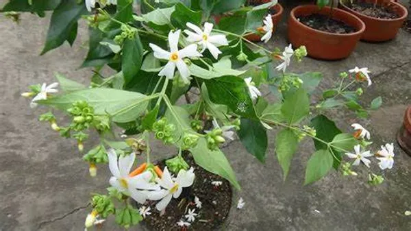 Greenery_Nursery®_All_Time_Parijat/Shiuli_Flower_With_Amazing_Fragrance_Plant_&_Tree_For_Home_Garden_(Pack_Of_1)