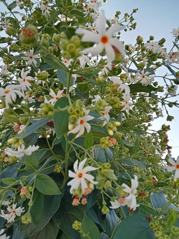 Greenery_Nursery®_All_Time_Parijat/Shiuli_Flower_With_Amazing_Fragrance_Plant_&_Tree_For_Home_Garden_(Pack_Of_1)