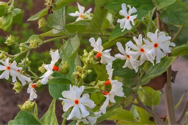 Greenery_Nursery®_All_Time_Parijat/Shiuli_Flower_With_Amazing_Fragrance_Plant_&_Tree_For_Home_Garden_(Pack_Of_1)