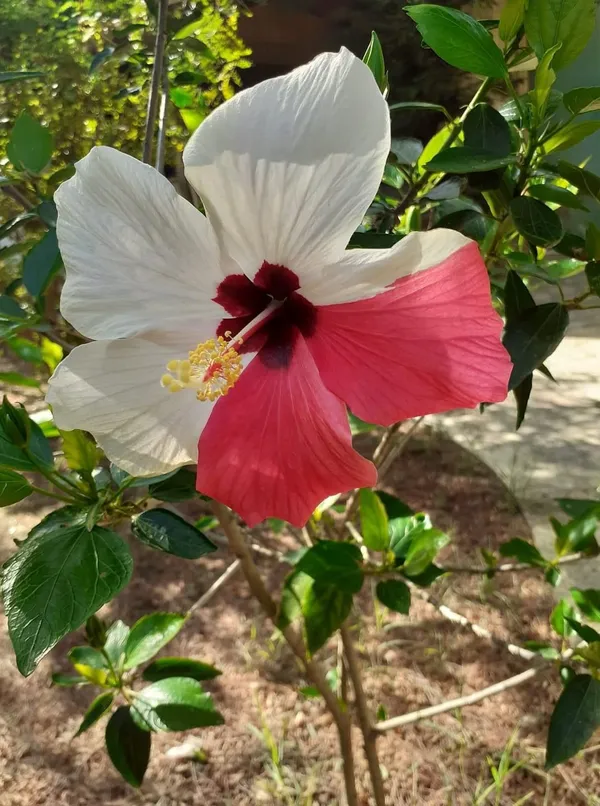 Greenery_Nursery®_Attractive_Bicolor_Hibiscus_Flower_Plant_&_Tree_(1.5-3.5_Ft_Height)_For_Garden,_Pack_Of_1