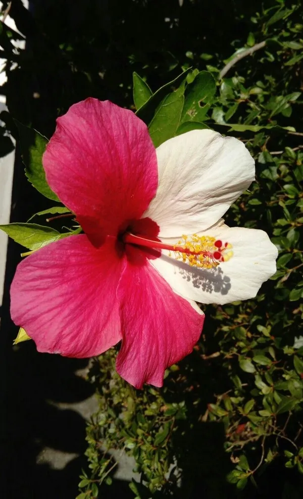 Greenery_Nursery®_Attractive_Bicolor_Hibiscus_Flower_Plant_&_Tree_(1.5-3.5_Ft_Height)_For_Garden,_Pack_Of_1