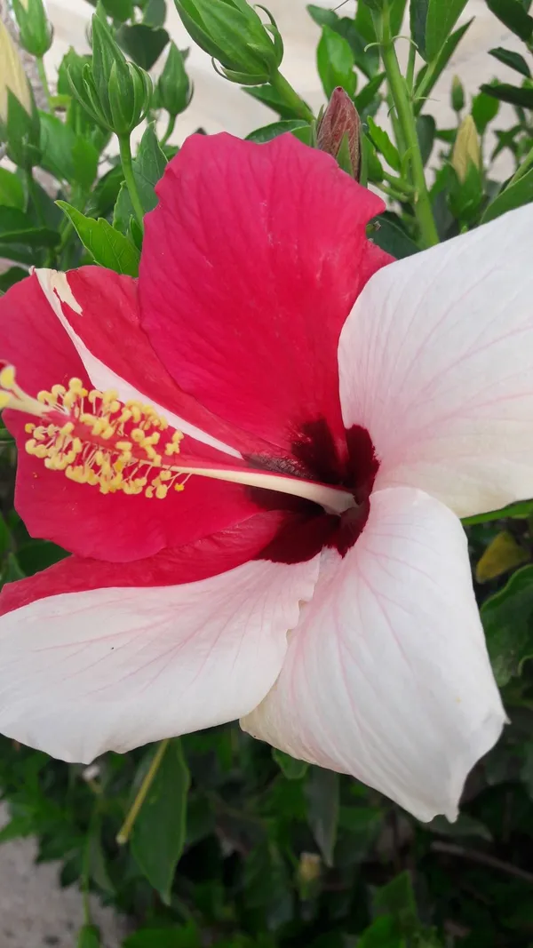 Greenery_Nursery®_Attractive_Bicolor_Hibiscus_Flower_Plant_&_Tree_(1.5-3.5_Ft_Height)_For_Garden,_Pack_Of_1
