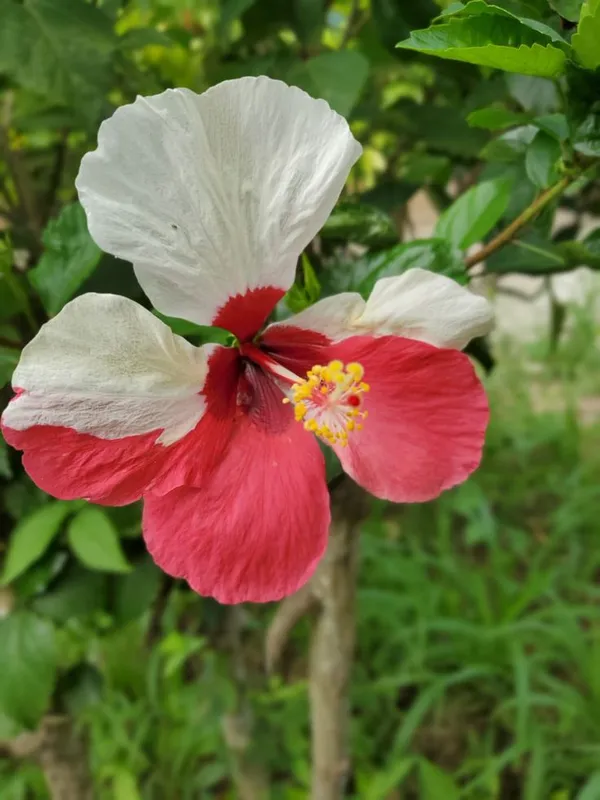 Greenery_Nursery®_Attractive_Bicolor_Hibiscus_Flower_Plant_&_Tree_(1.5-3.5_Ft_Height)_For_Garden,_Pack_Of_1
