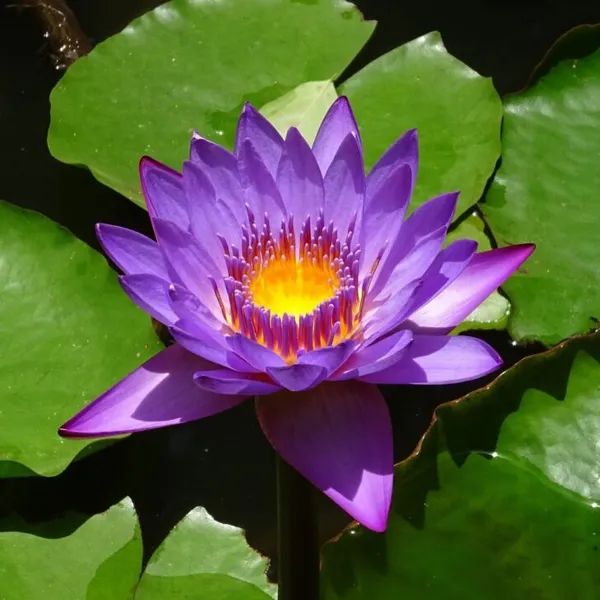 Greenery_Nursery®_Attractive_Blue_Lotus_Tubers_(Pack_Of_1)_For_Home_Gardening