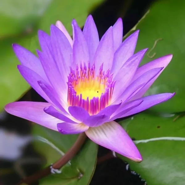 Greenery_Nursery®_Attractive_Blue_Lotus_Tubers_(Pack_Of_1)_For_Home_Gardening