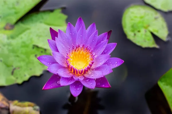 Greenery_Nursery®_Attractive_Blue_Lotus_Tubers_(Pack_Of_1)_For_Home_Gardening