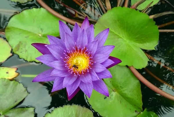 Greenery_Nursery®_Attractive_Blue_Lotus_Tubers_(Pack_Of_1)_For_Home_Gardening