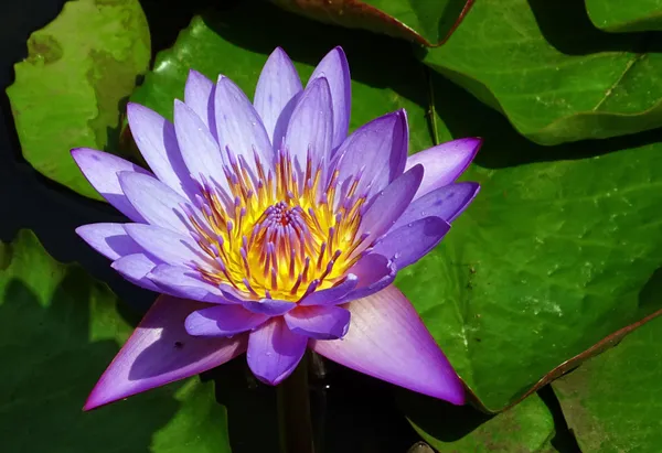 Greenery_Nursery®_Attractive_Blue_Lotus_Tubers_(Pack_Of_1)_For_Home_Gardening
