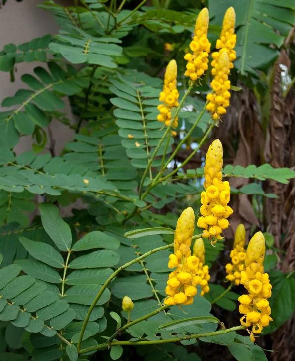 Greenery_Nursery®_Attractive_Candle_Tree_For_Enhance_Your_Home/Garden_Beauty_Well_Watered_Candle_Flower__Plant_(Hybrid,_Pack_Of_1)