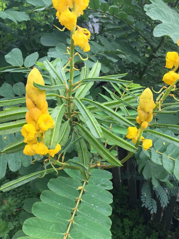 Greenery_Nursery®_Attractive_Candle_Tree_For_Enhance_Your_Home/Garden_Beauty_Well_Watered_Candle_Flower__Plant_(Hybrid,_Pack_Of_1)
