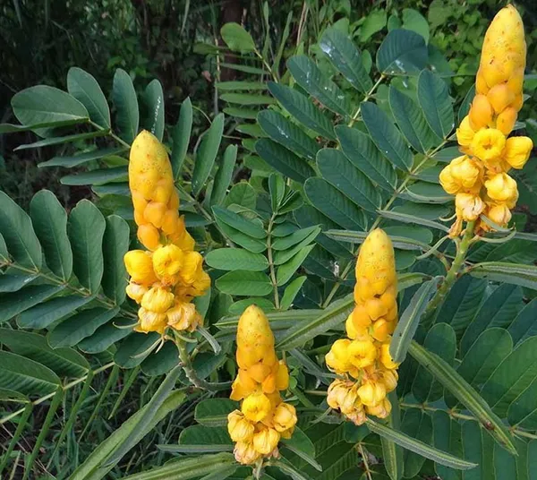 Greenery_Nursery®_Attractive_Candle_Tree_For_Enhance_Your_Home/Garden_Beauty_Well_Watered_Candle_Flower__Plant_(Hybrid,_Pack_Of_1)