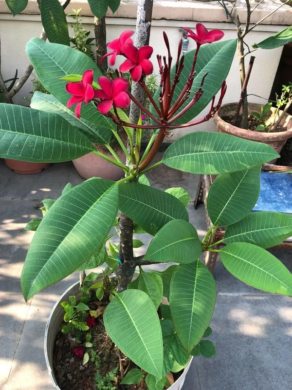 Greenery_Nursery®_Beautiful_Plumeria_(Deep_Red)_Flowering_Plant_&_Tree_For_Home_Garden,_Pack_Of_1