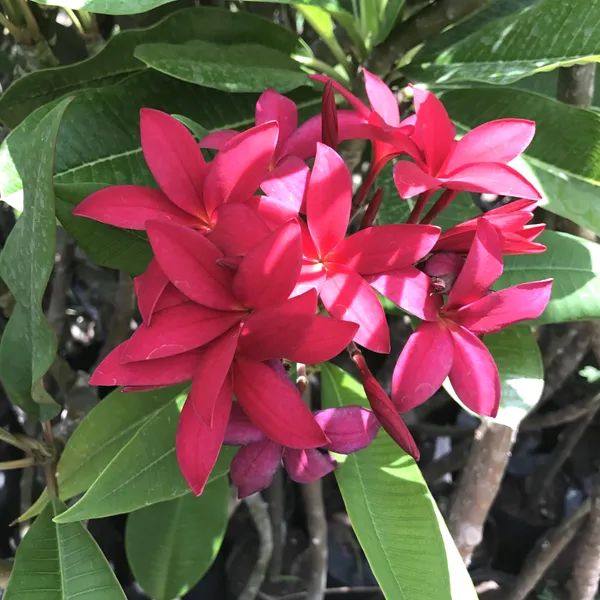 Greenery_Nursery®_Beautiful_Plumeria_(Deep_Red)_Flowering_Plant_&_Tree_For_Home_Garden,_Pack_Of_1