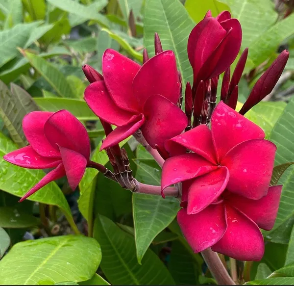 Greenery_Nursery®_Beautiful_Plumeria_(Deep_Red)_Flowering_Plant_&_Tree_For_Home_Garden,_Pack_Of_1