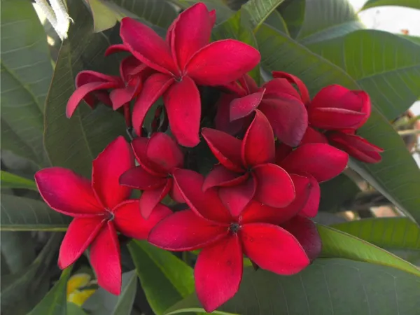 Greenery_Nursery®_Beautiful_Plumeria_(Deep_Red)_Flowering_Plant_&_Tree_For_Home_Garden,_Pack_Of_1