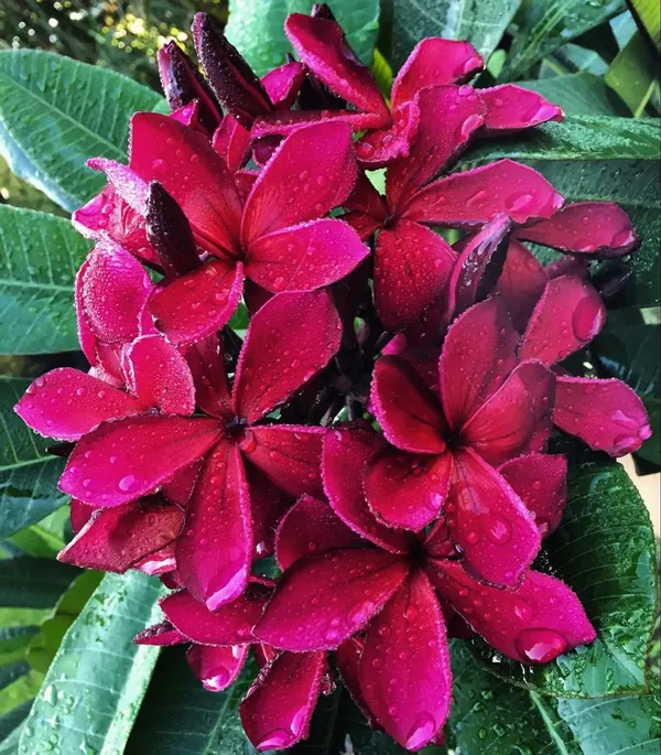 Greenery_Nursery®_Beautiful_Plumeria_(Deep_Red)_Flowering_Plant_&_Tree_For_Home_Garden,_Pack_Of_1