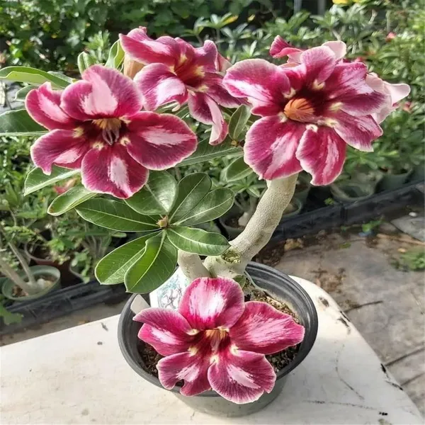 Greenery_Nursery®_Bicolor_Desert_Rose_Adenium_Flower_Plant_(Pack_Of_1)_For_Home_Garden