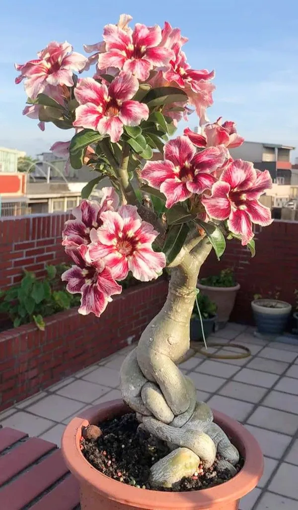 Greenery_Nursery®_Bicolor_Desert_Rose_Adenium_Flower_Plant_(Pack_Of_1)_For_Home_Garden