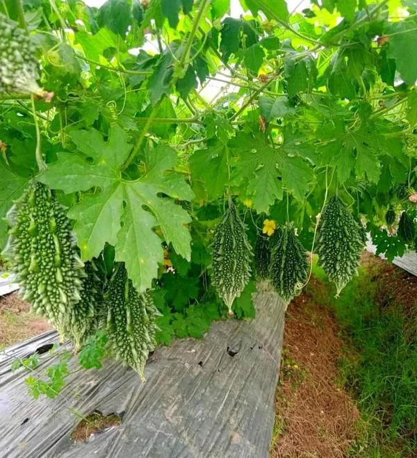 Greenery_Nursery®_Bitter_Melon/Karela_Seeds_(20-40_Pieces)_For_Home_Gardening,_Pack_Of_1