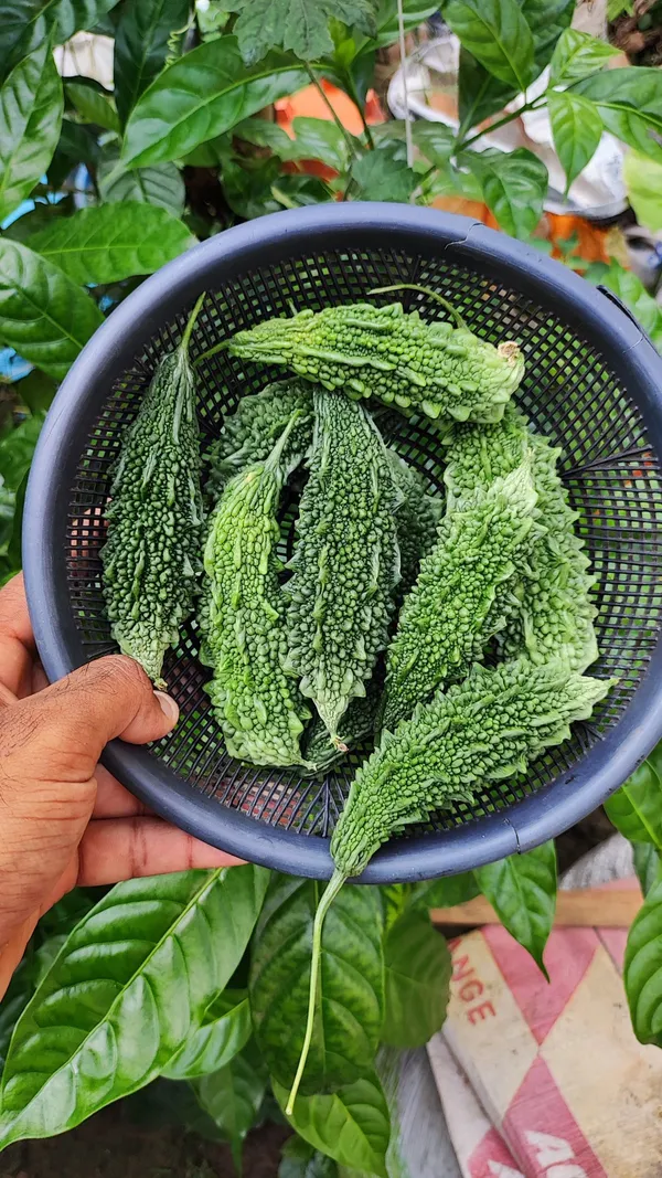 Greenery_Nursery®_Bitter_Melon/Karela_Seeds_(20-40_Pieces)_For_Home_Gardening,_Pack_Of_1