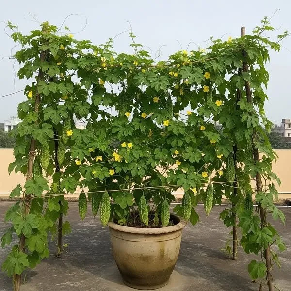 Greenery_Nursery®_Bitter_Melon/Karela_Seeds_(20-40_Pieces)_For_Home_Gardening,_Pack_Of_1