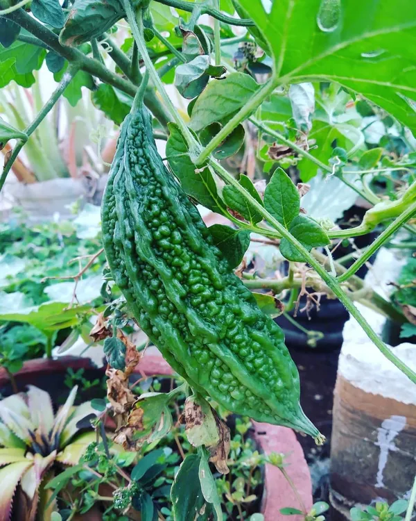 Greenery_Nursery®_Bitter_Melon/Karela_Seeds_(20-40_Pieces)_For_Home_Gardening,_Pack_Of_1