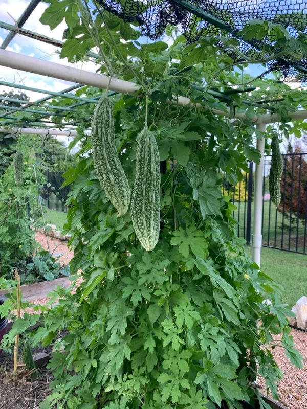 Greenery_Nursery®_Bitter_Melon/Karela_Seeds_(20-40_Pieces)_For_Home_Gardening,_Pack_Of_1
