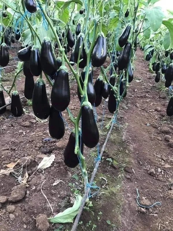 Greenery_Nursery®_Black_Eggplant/Brinjal/Beigan_Seed_For_Home_Garden_(20-40_Pieces)_Pack_Of_1